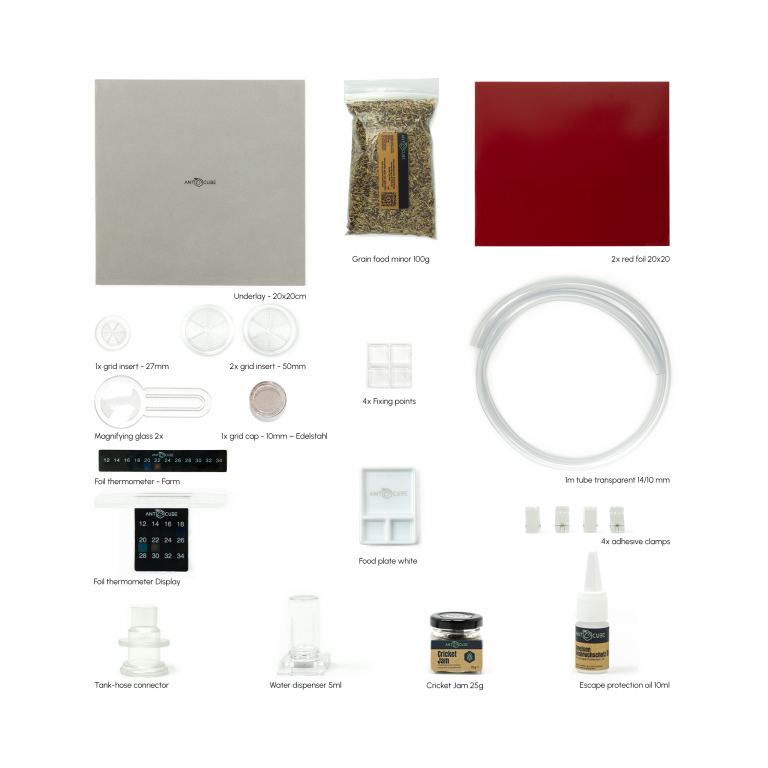 Bundle Offer - Messor barbarus